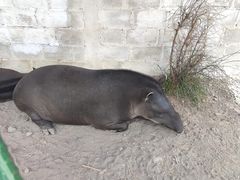 Tapirus