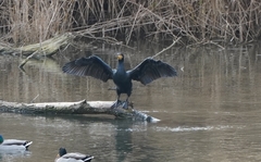 Phalacrocorax carbo
