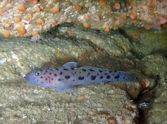 Thorogobius ephippiatus