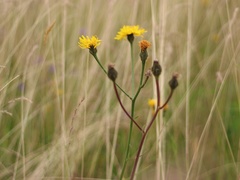 Crepis conyzifolia