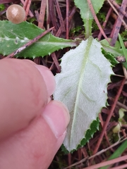 Asteraceae