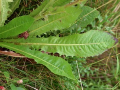 Crepis conyzifolia
