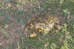 Sclerophrys poweri