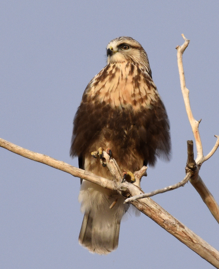 Rough-legged Hawk (Birds of Rosewood Nature Study Area) · iNaturalist