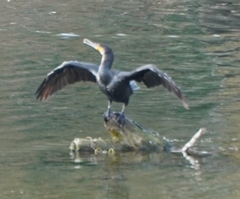 Phalacrocorax carbo