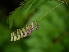 Astragalus chlorostachys