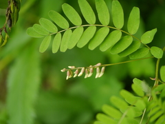 Astragalus chlorostachys