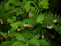 Astragalus chlorostachys