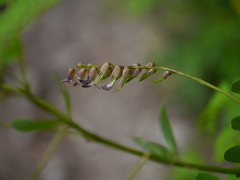 Astragalus chlorostachys