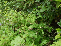 Astragalus chlorostachys