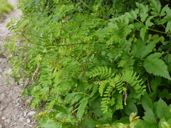 Astragalus chlorostachys