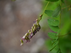 Astragalus chlorostachys