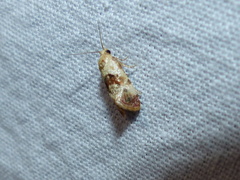 Neocochylis millierana