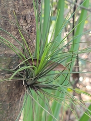 Tillandsia setacea