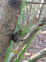 Tillandsia setacea