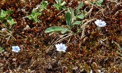 Gentiana albicalyx