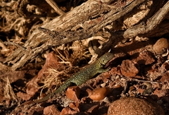 Liolaemus fitzingerii