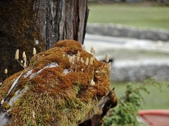 Elsholtzia strobilifera