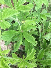 Cyphostemma lanigerum