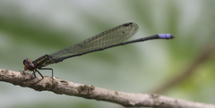 Pseudagrion hageni