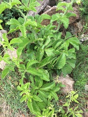 Cyphostemma lanigerum