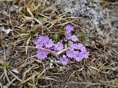 Primula walshii