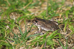 Sclerophrys poweri