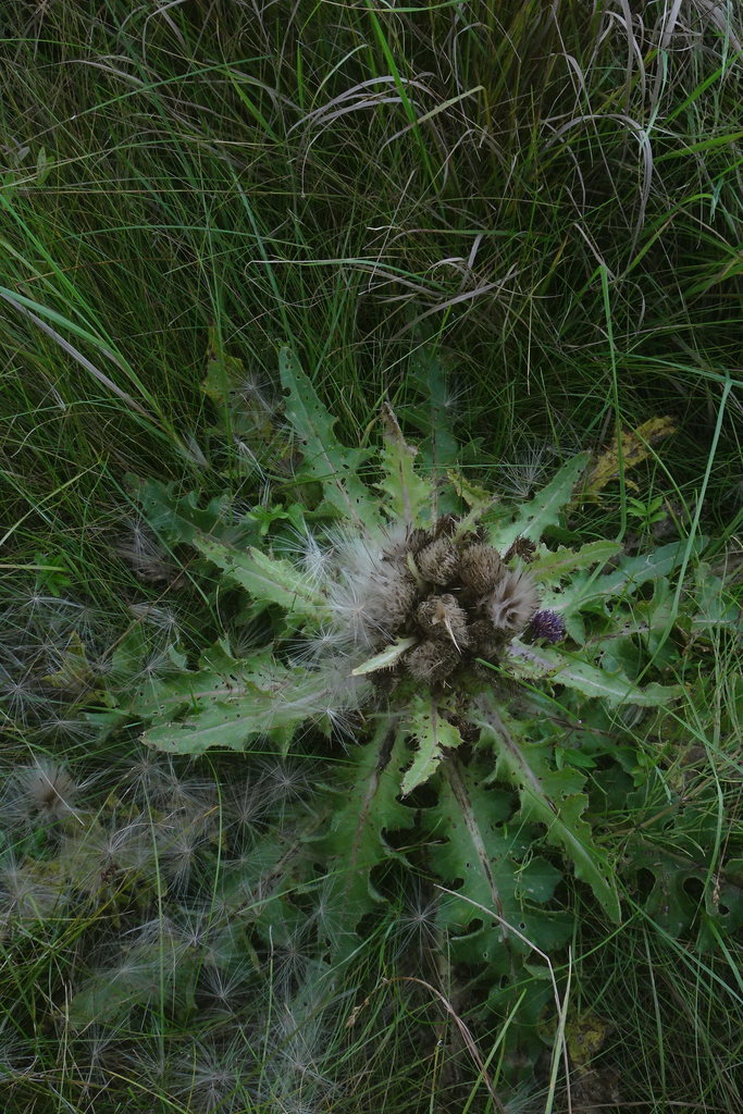 ground thistle from Канский р-н, Красноярский край, Россия on January 2 ...