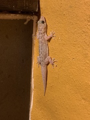 Phyllodactylus lanei