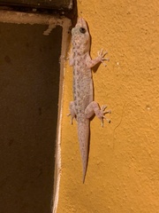 Phyllodactylus lanei