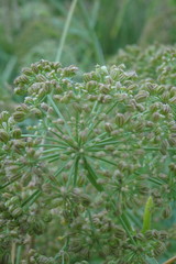 Sium latifolium