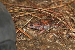 Phrynomantis annectens