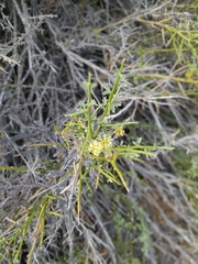 Prosopidastrum striatum