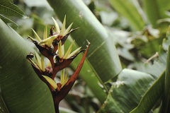 Heliconia subulata