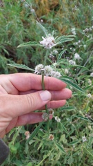 Hyptis lappacea