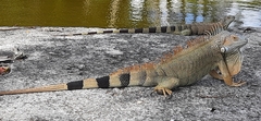 Iguana iguana