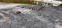 Iguana iguana