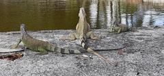 Iguana iguana