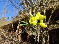 Piptanthus nepalensis