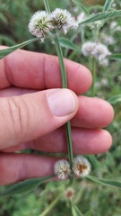Hyptis lappacea