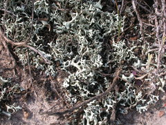 Xanthoparmelia chlorochroa