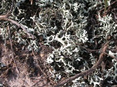 Xanthoparmelia chlorochroa