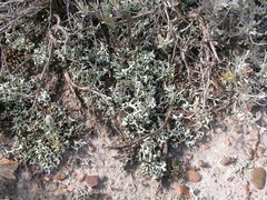 Xanthoparmelia chlorochroa