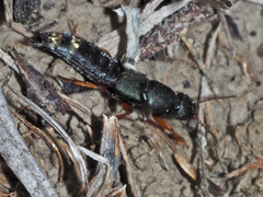 Platydracus fulvipes