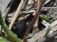 Platydracus fulvipes