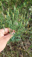 Porophyllum lanceolatum