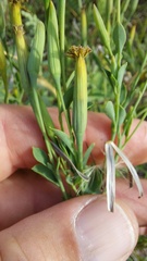 Porophyllum lanceolatum