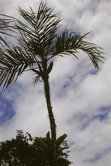 Bactris riparia