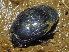 Margarinotus