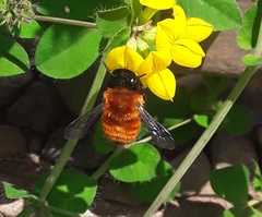 Megachile semirufa